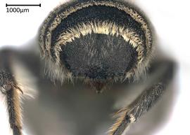   Megachilenbsp; ( Creightonella ) sp.nbsp;male apical terga, photo:nbsp;Colleen Meidt 
